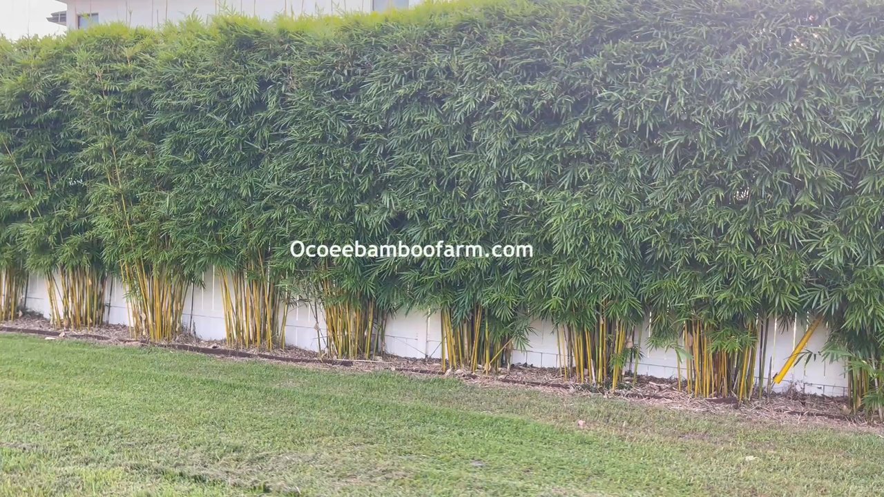 Ocoee bamboo Farm - property.  *Please TEXT us a photo (NO video) of where you wish to put the bamboo to 407-777-4807 *What is the length of the area - Nurseries & Gardening Near Me - Ocoee, Florida