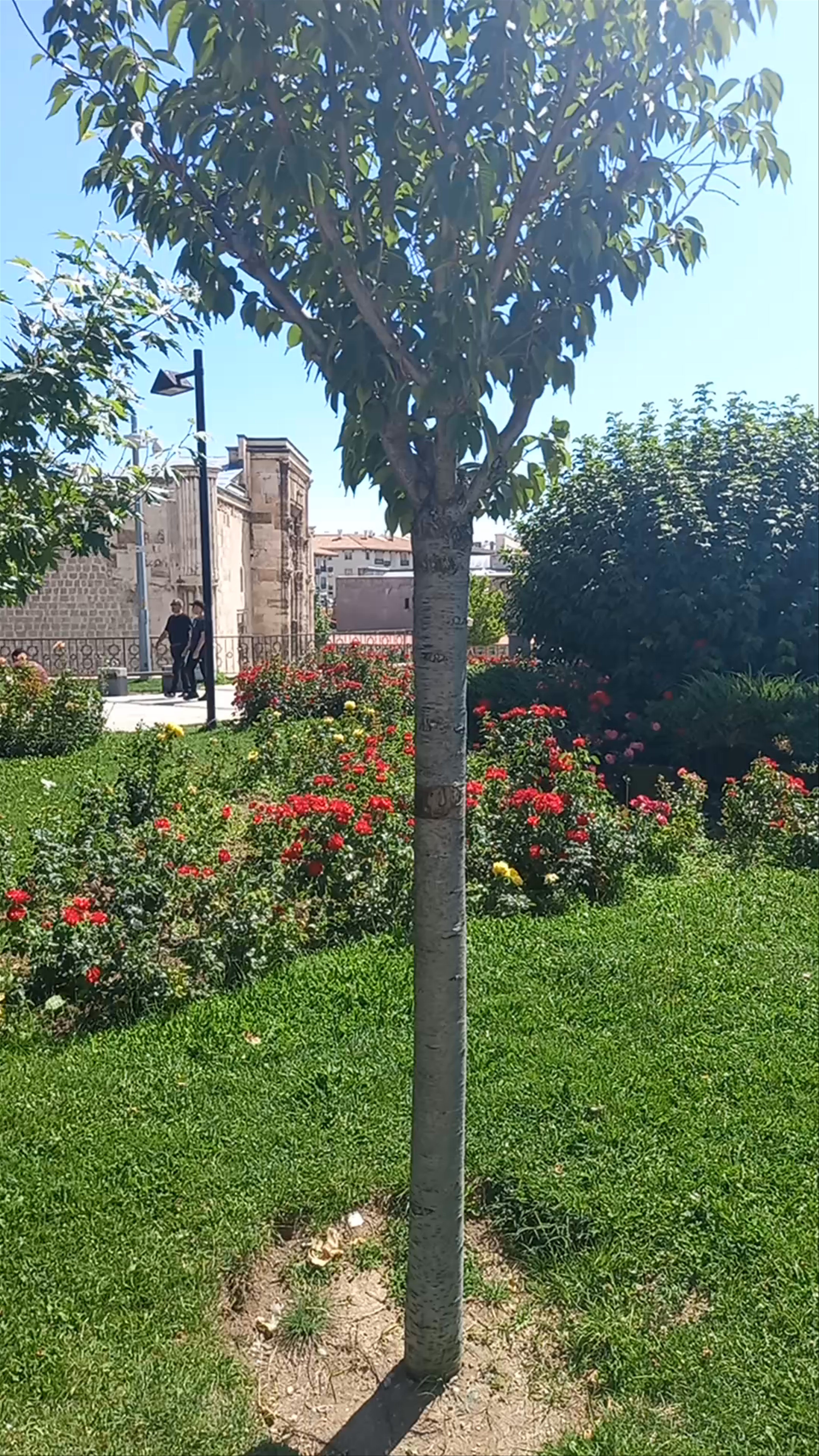 Selçuk Parkı