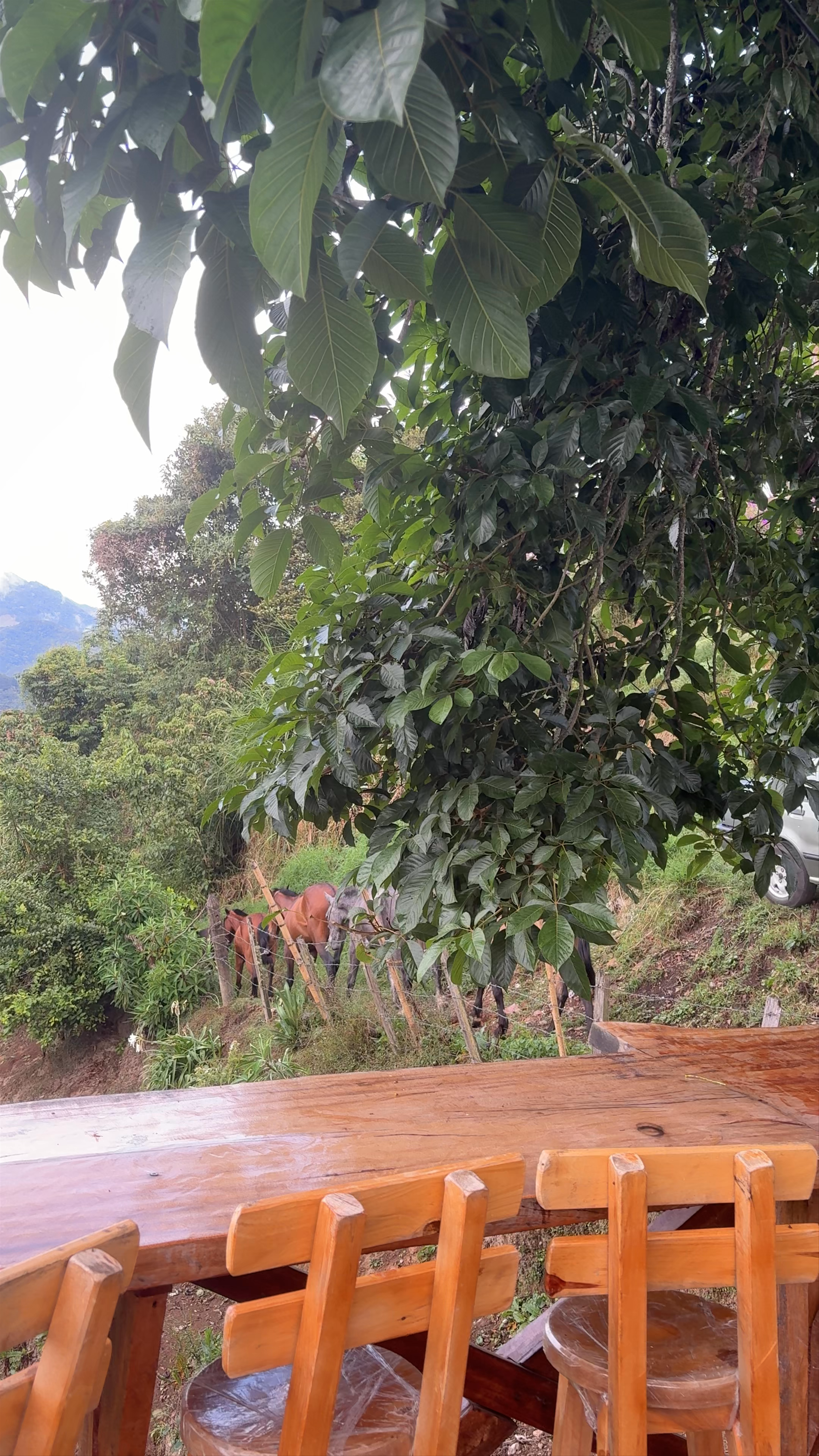 Manaos Campestre Café - Bistro: Serene Mountain Escape in Salento