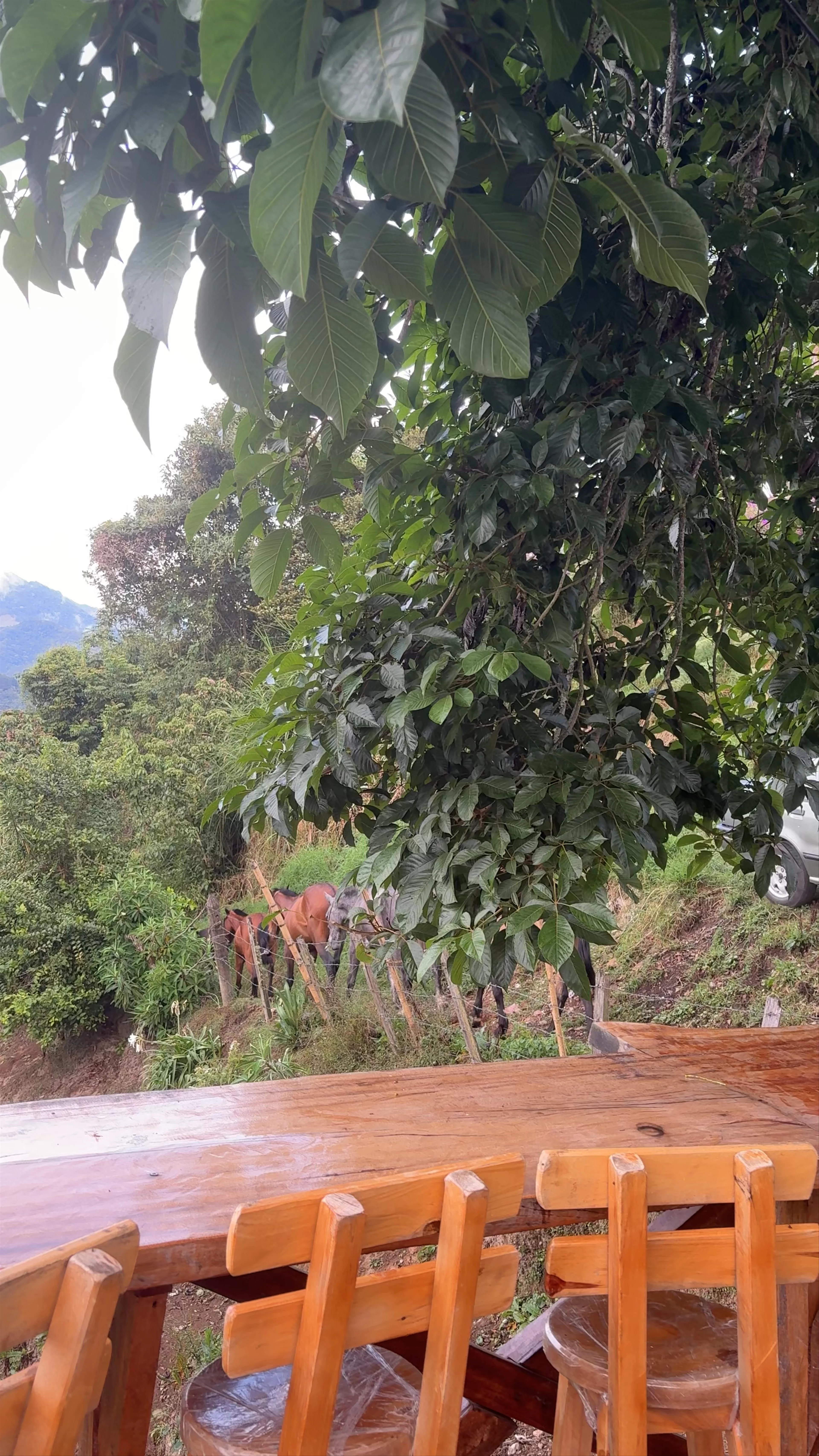 Manaos Campestre café - bistro