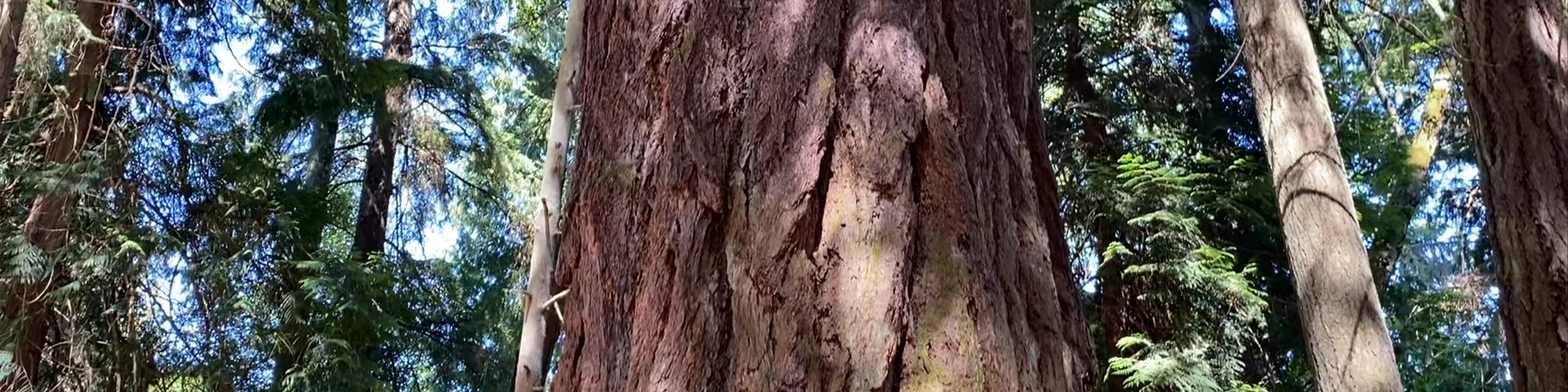 Point Defiance Park