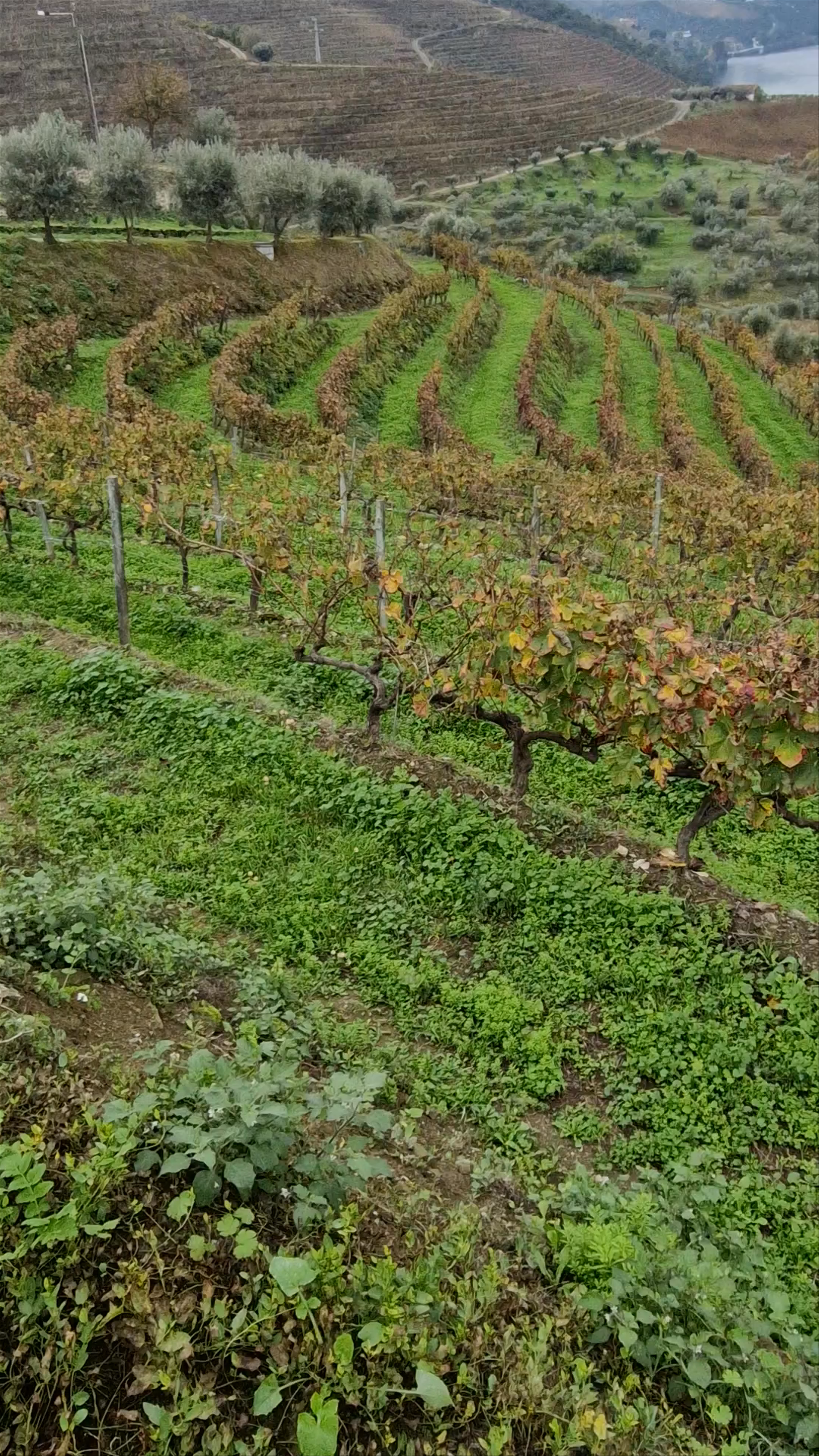 Quinta de São Luíz