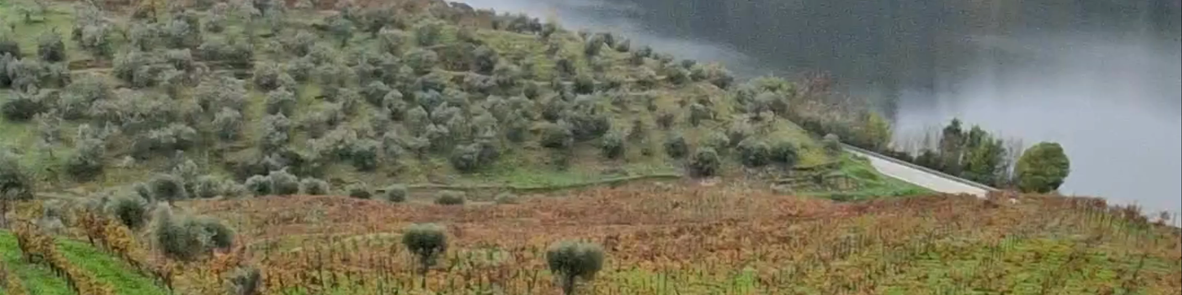 Quinta de São Luíz