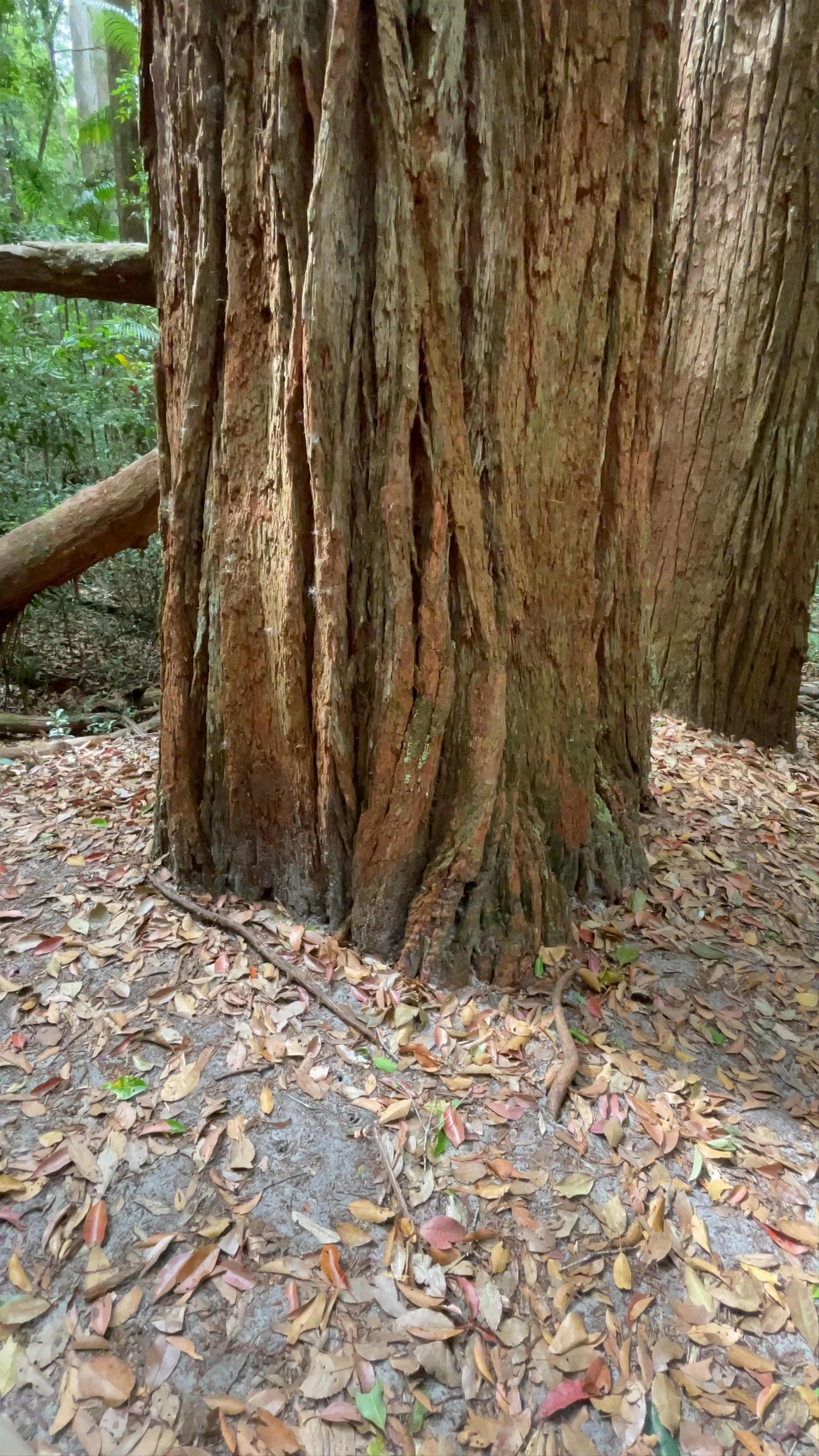 K'gari Beach Resort (formerly Eurong Beach Resort)