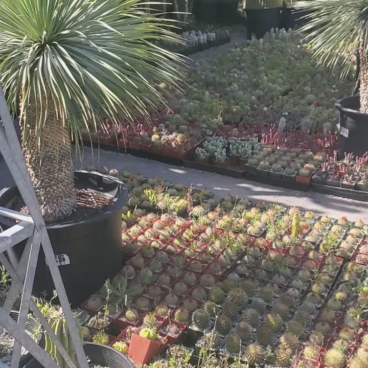 California Cactus Ranch - Nurseries & Gardening Near Me - Reseda, California
