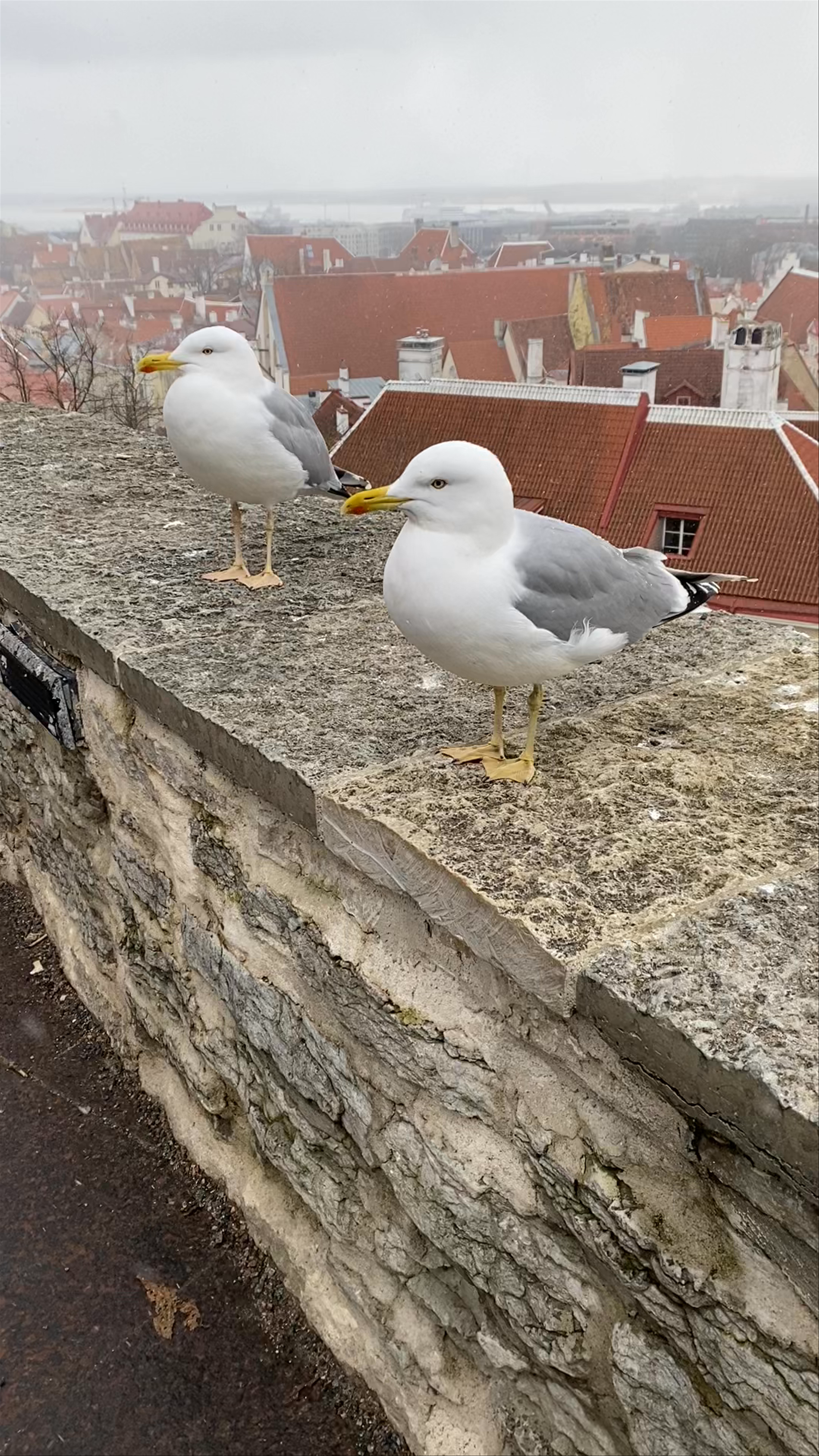 Kohtuotsa viewing platform
