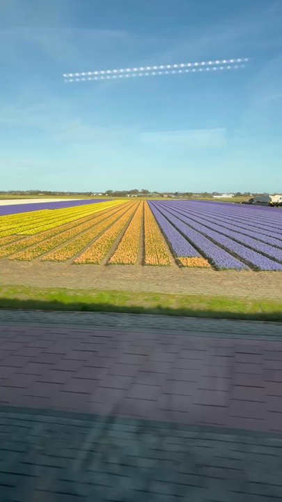 Station Amsterdam Centraal - Approaching the tulip fields of Keukenhof! - Train Stations Near Me - Amsterdam, New Hampshire