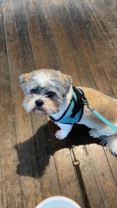 Side Project Brewing - Our pup having the time of his life with us and allowed indoors - Breweries Near Me - Maplewood, Missouri