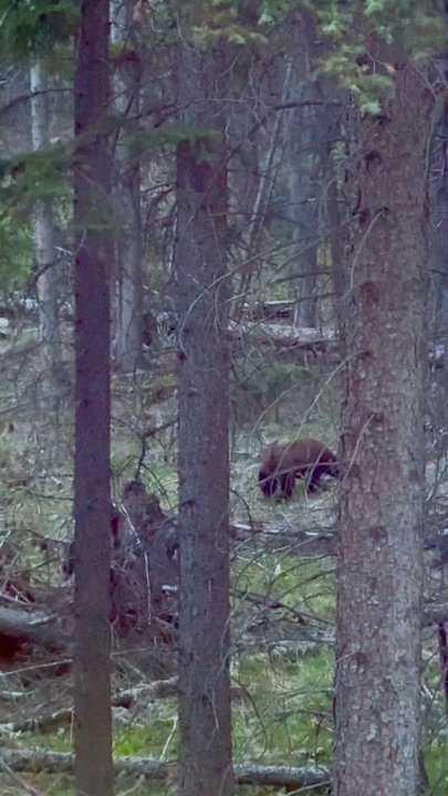 Discover Banff Tours - Bear in the woods - Tours Near Me - Banff, Alberta