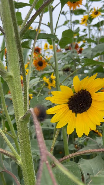 Frosty's Forest Pumpkin Patch - The hairy caterpillar - Attraction Farms Near Me - Chino, California