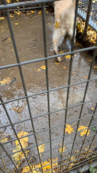 Gap View Ranch and Kennel - Cooper pacing in a circle. Very concerning! - Pet Breeders Near Me - Broadway, Virginia