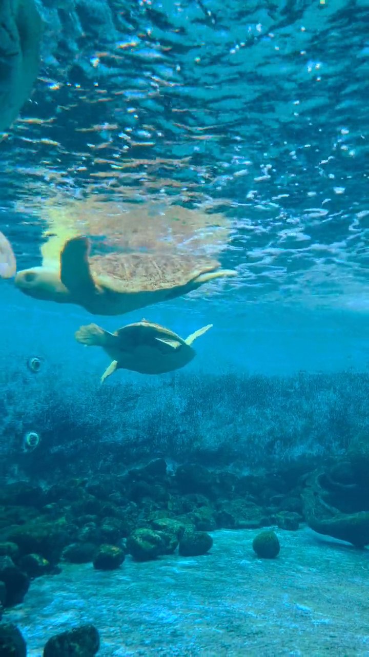 the ocean is another world 🌊
🎥 Juliana Finamore · Pexels
#ocean #underwater #marinelife #nature #relax