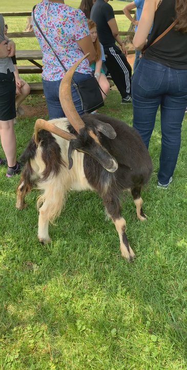 Poplar Spring Animal Sanctuary - Animal Shelters Near Me - Poolesville, Maryland