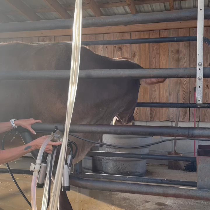 Steed's Dairy - Come see Molly the cow in a cow miking demo! - Venues & Event Spaces Near Me - Grovetown, Georgia