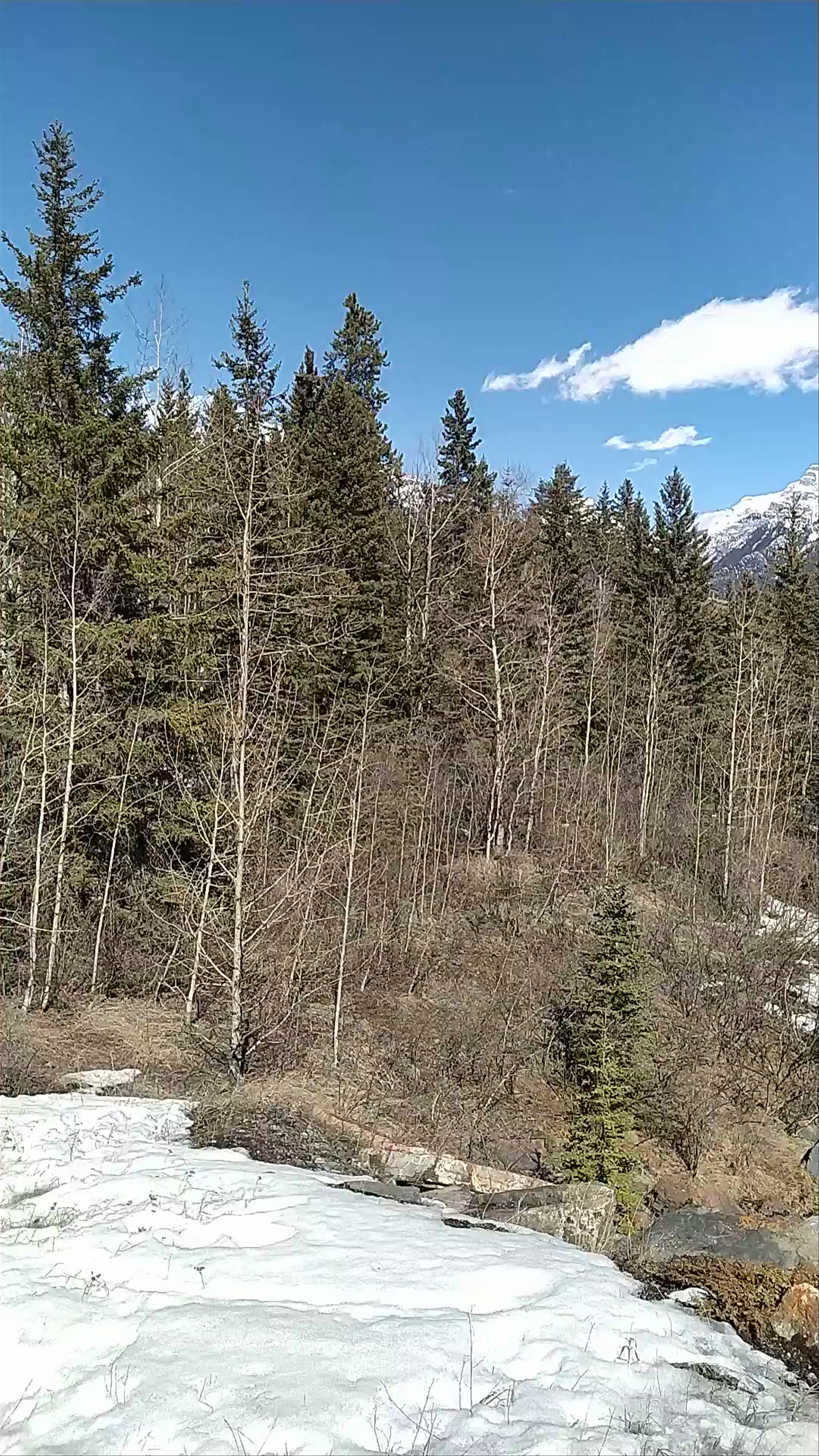 Bow River Pathway