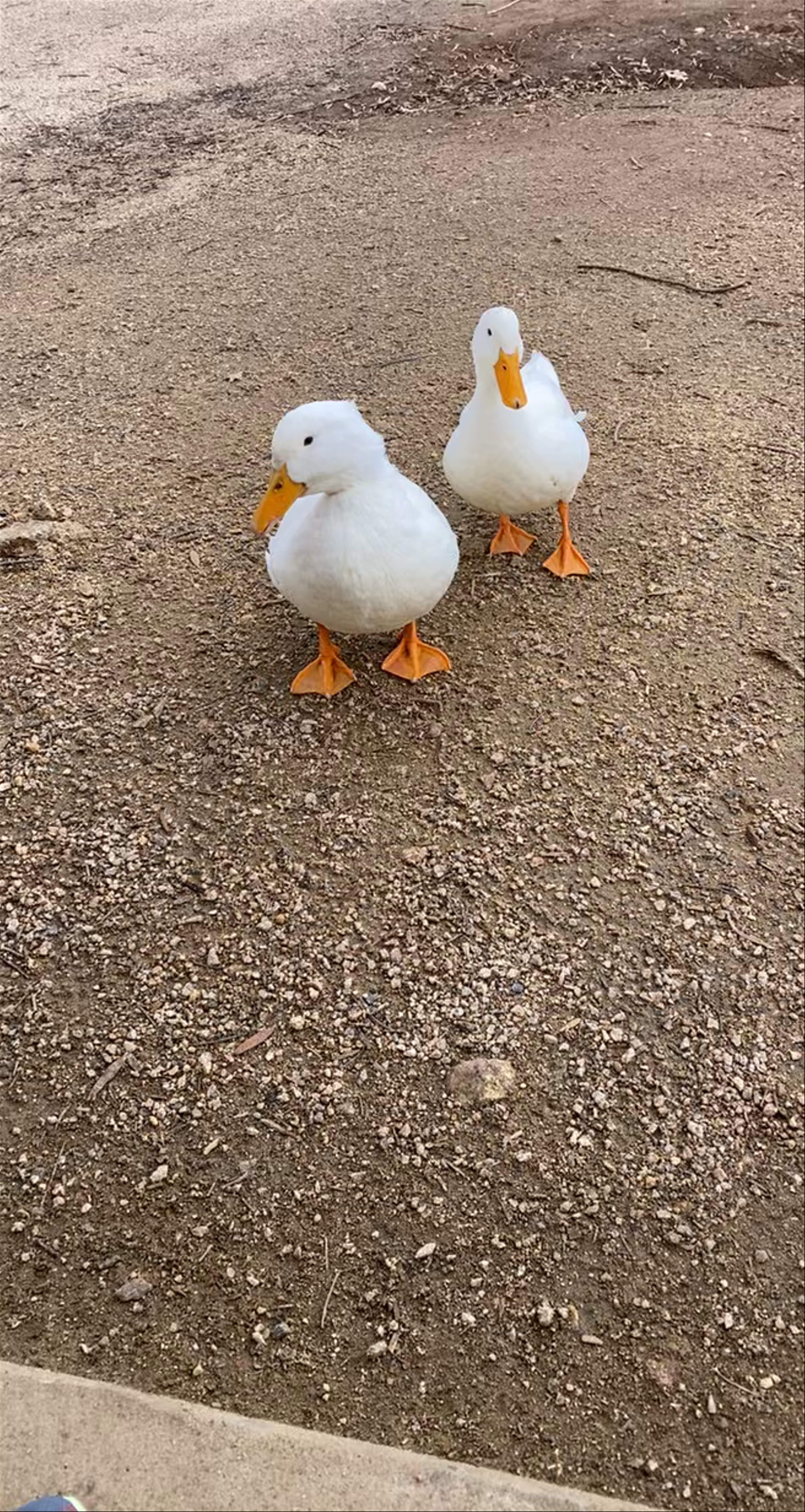 Quaint Moments with Ducks at Frank Liske Park