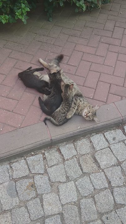 İngiltere Başkonsolosluğu - Süt emen sevimli yavrular.. - Public Services & Government Near Me - Istanbul, 34