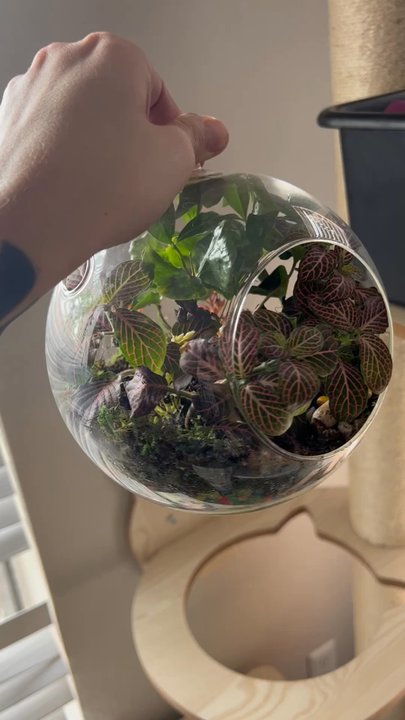 Ephemera Terrariums - nerve plant and coffee plant before I took her in to get propagated. - Gift Shops Near Me - Fort Worth, Texas