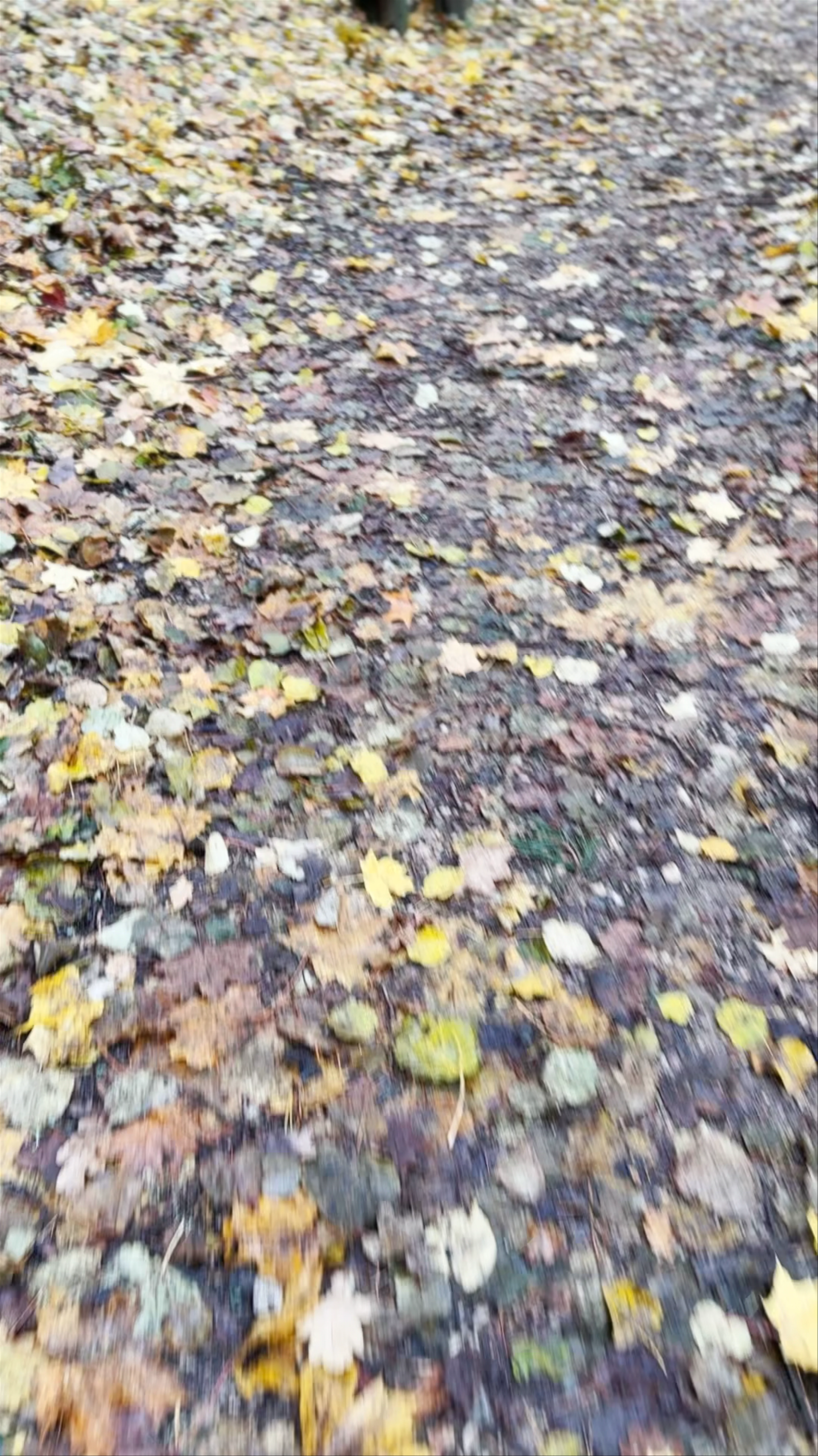 Baltic Forest Hiking, Sigulda