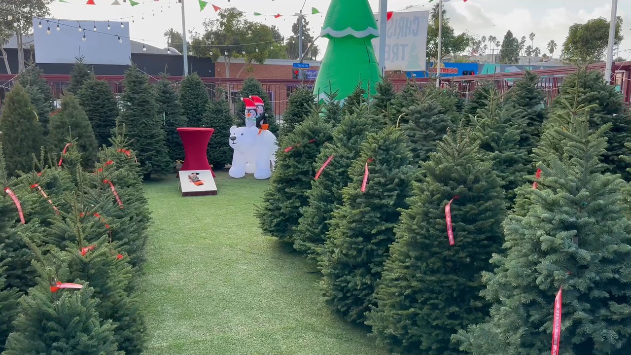 Wines & Pines - Wines & Pines is ready for you! - Christmas Trees Near Me - Long Beach, California