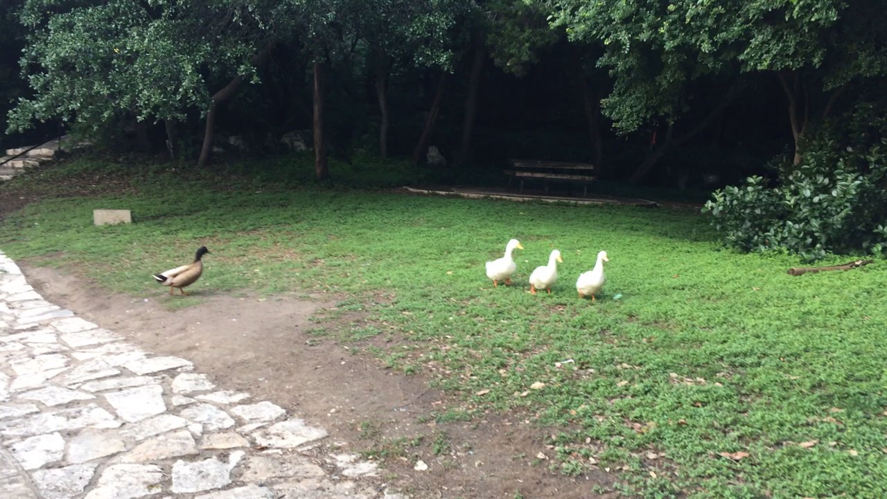 Arboretum Duck Pond - Parks Near Me - Austin, Texas