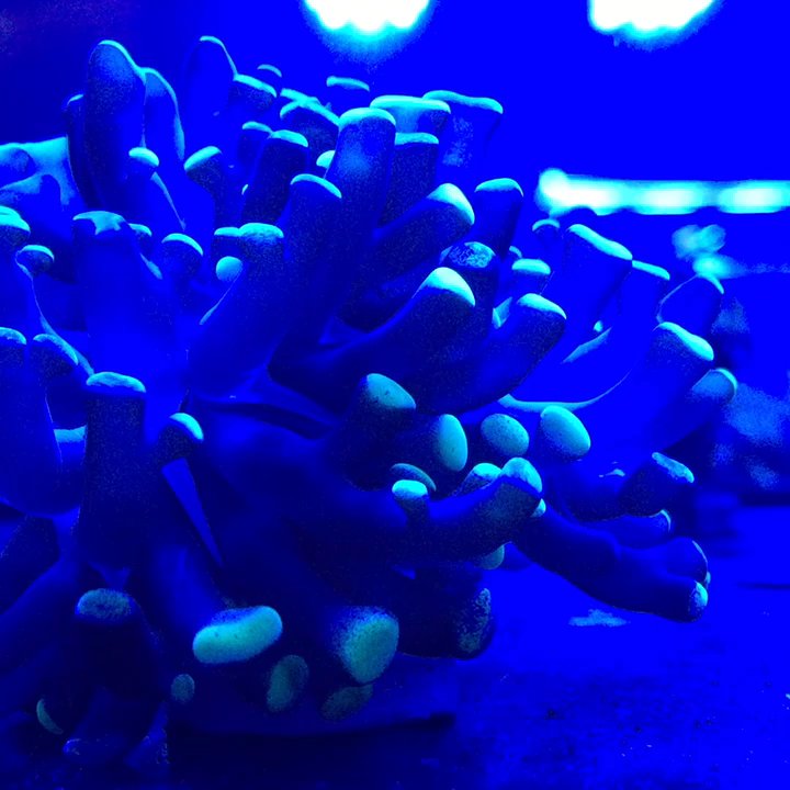 Frag Freak - Pet Stores Near Me - Sarasota, Florida