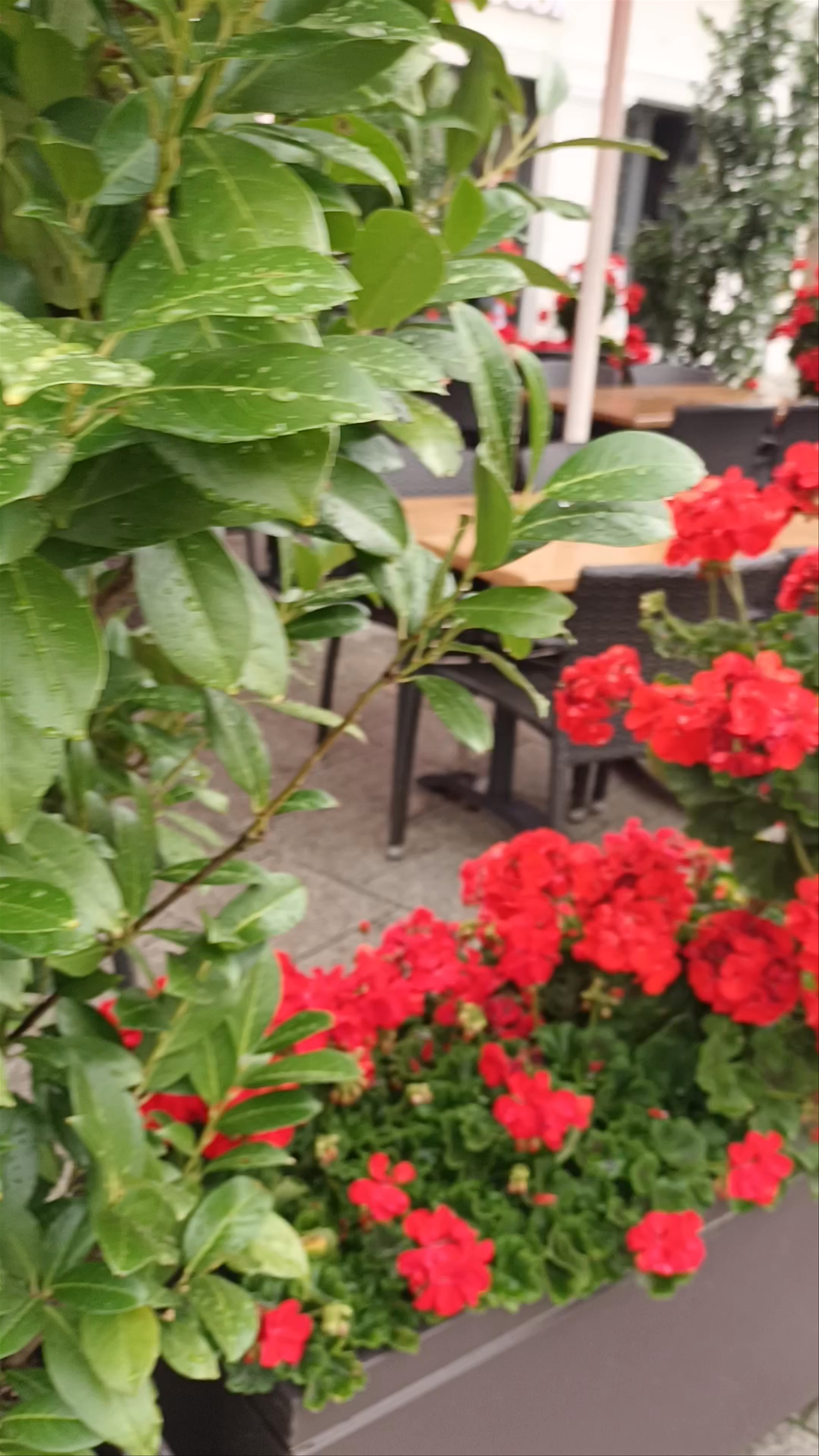Charming Urban Blooms at BLOCK HOUSE Augsburg
