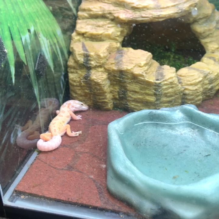 PetSmart - A bit concerned with the different ages/sizes of leopard gecko and bearded dragons.  Mentioned to worked, but seemed meh about it. - Pet Stores Near Me - Bellevue, Washington