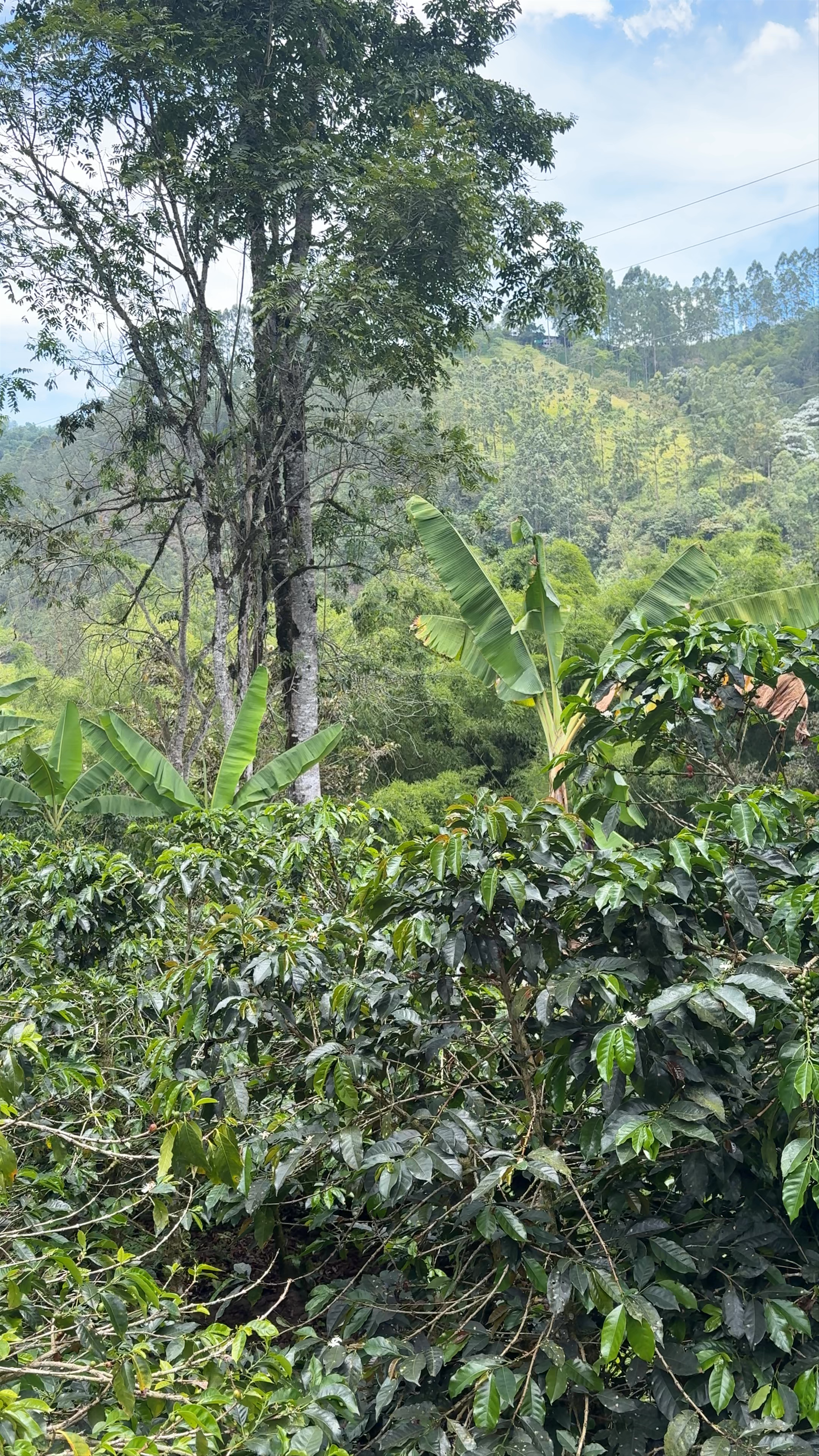 Finca De Don Elias: A Lush Coffee Paradise in Salento, Colombia