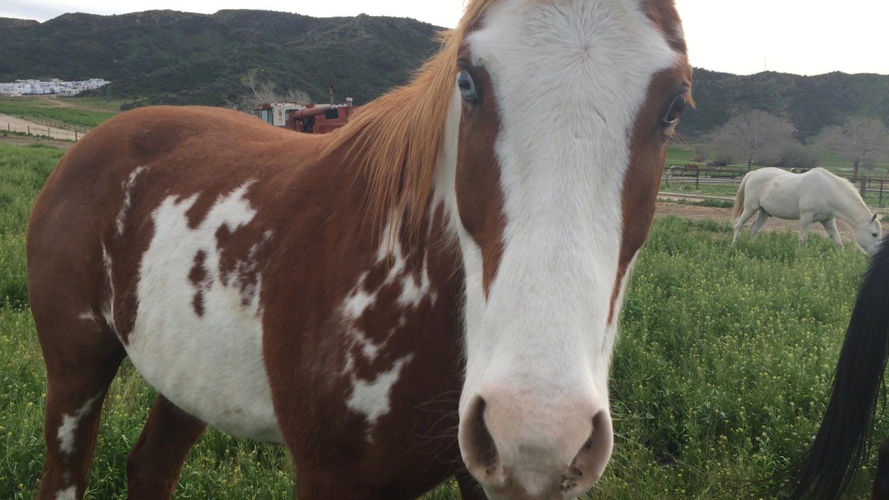 Sundance Meadows - Video of the herd - Campgrounds Near Me - Aguanga, California