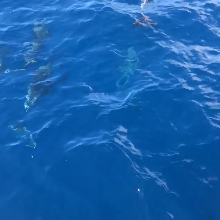 Hula Girl - Best Captain around! Flipped the boat around and turned the snorkeling trip into a dolphin experience as well! - Boating Near Me - Lahaina, Hawaii
