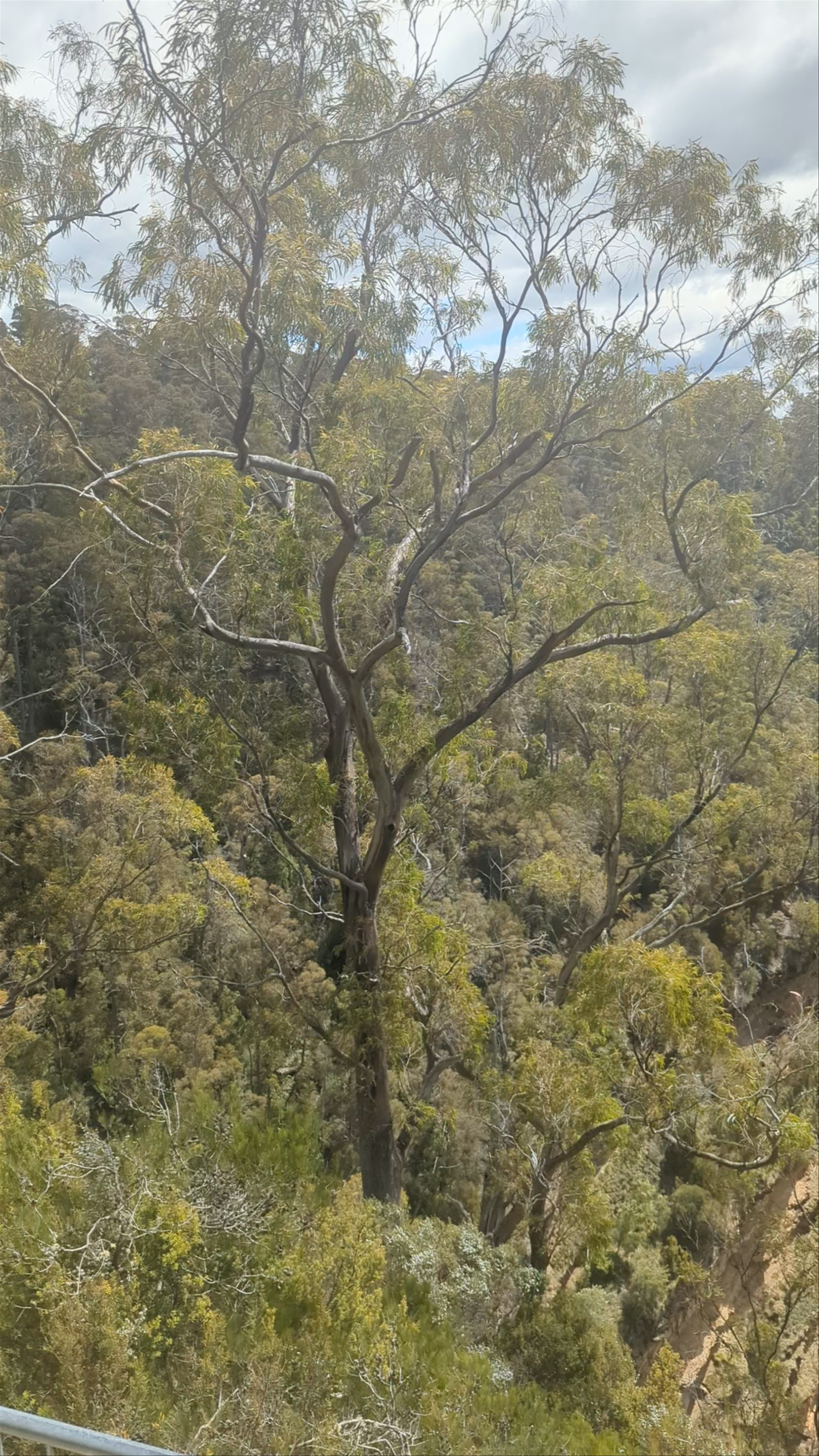 Alum Cliffs/ Tulampanga lookout