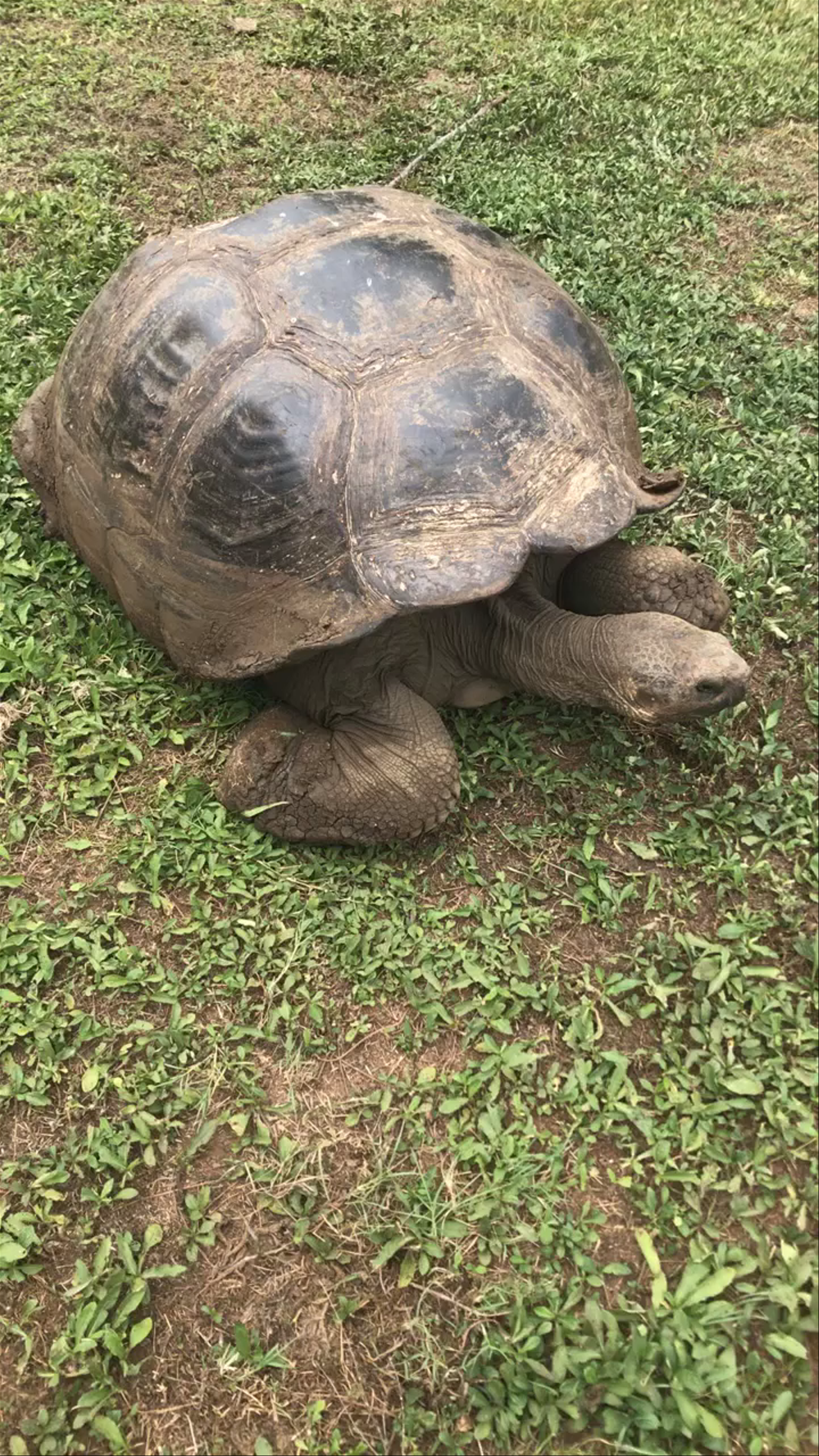 Galápagos Giant Tortoise in Parque Nacional Galápagos, Ecuador