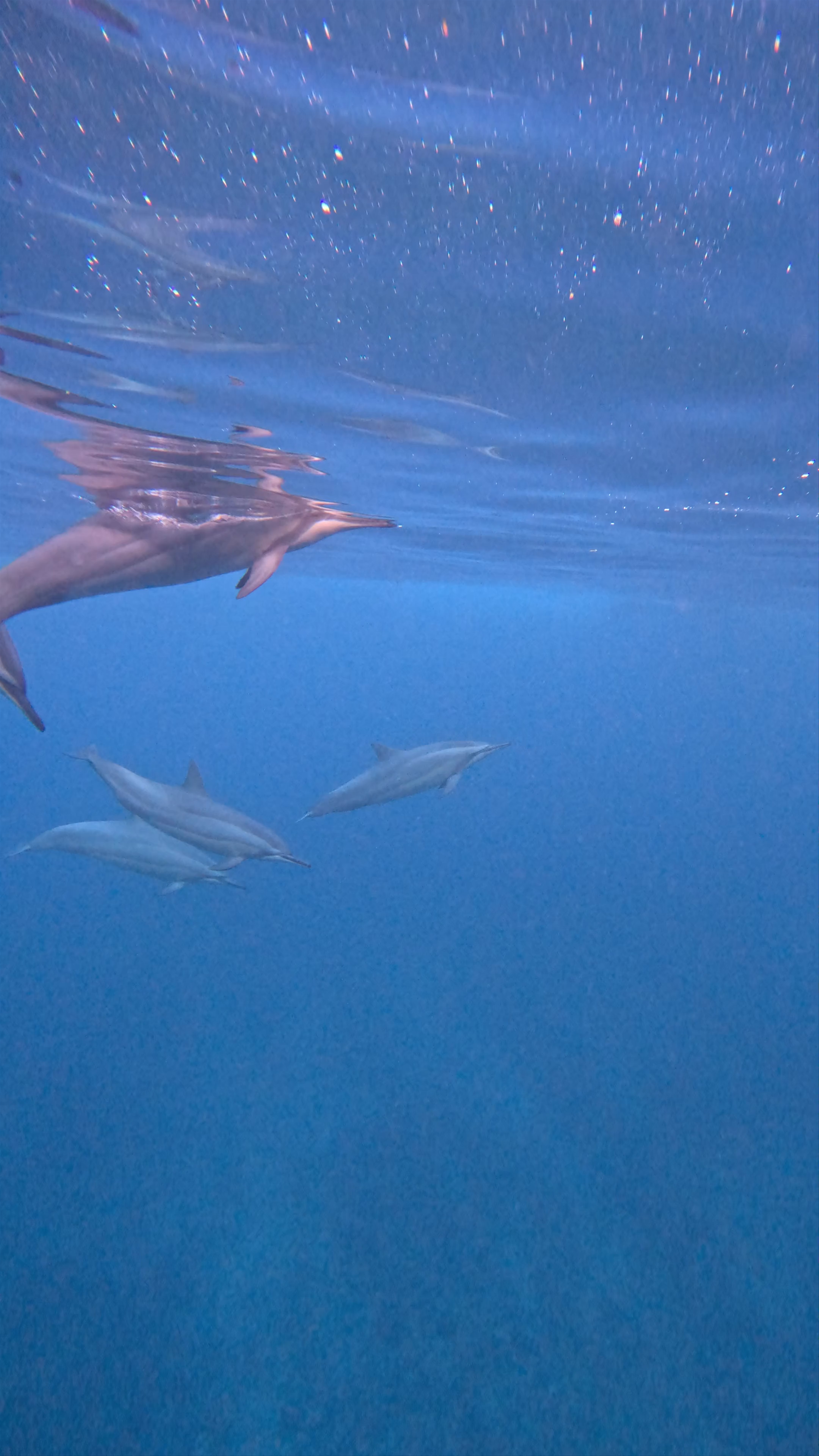 Vitamin Sea™ - Your ocean guide & photographer in Mauritius