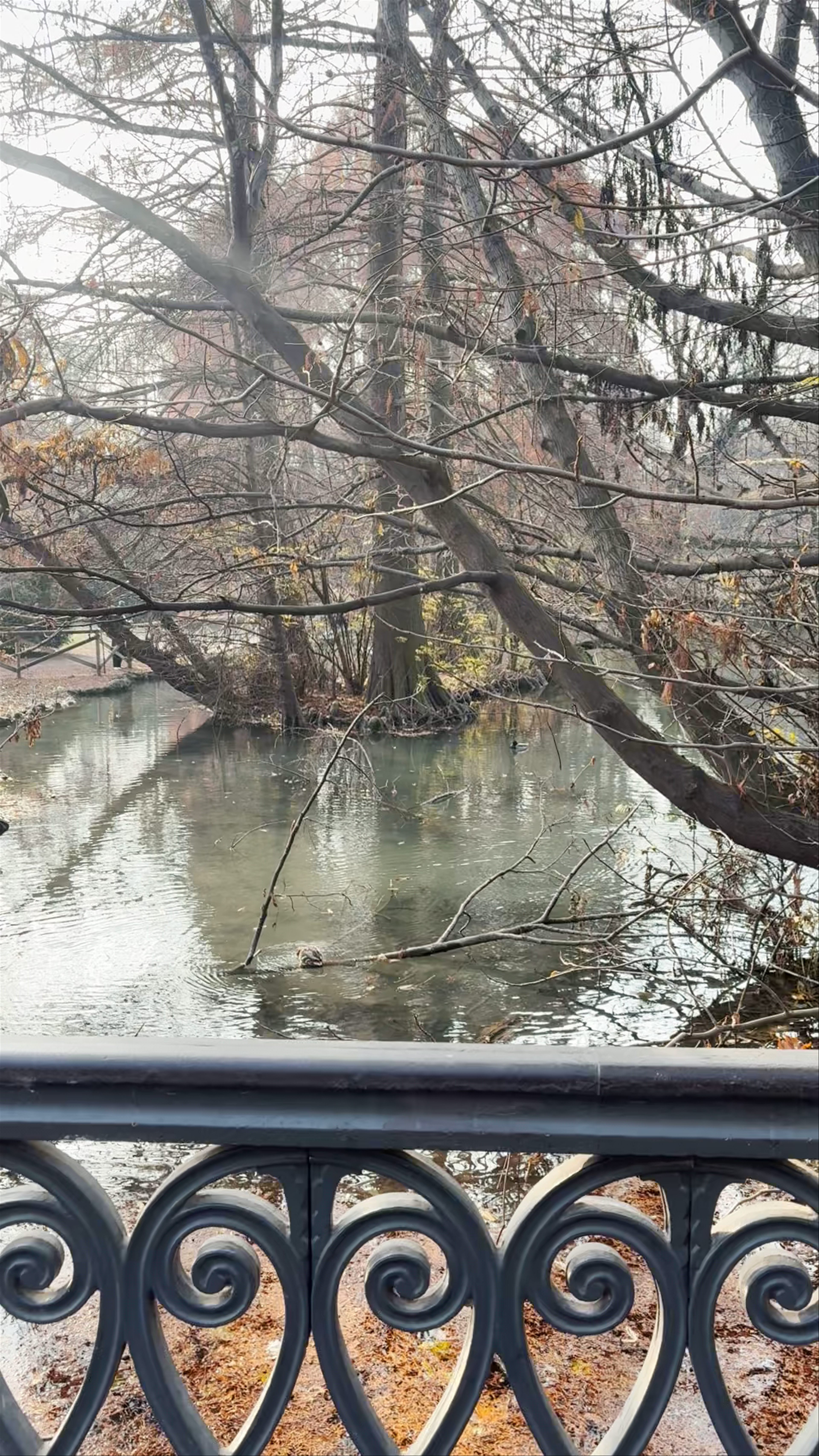 Winter Serenity at Parco Sempione in Milan
