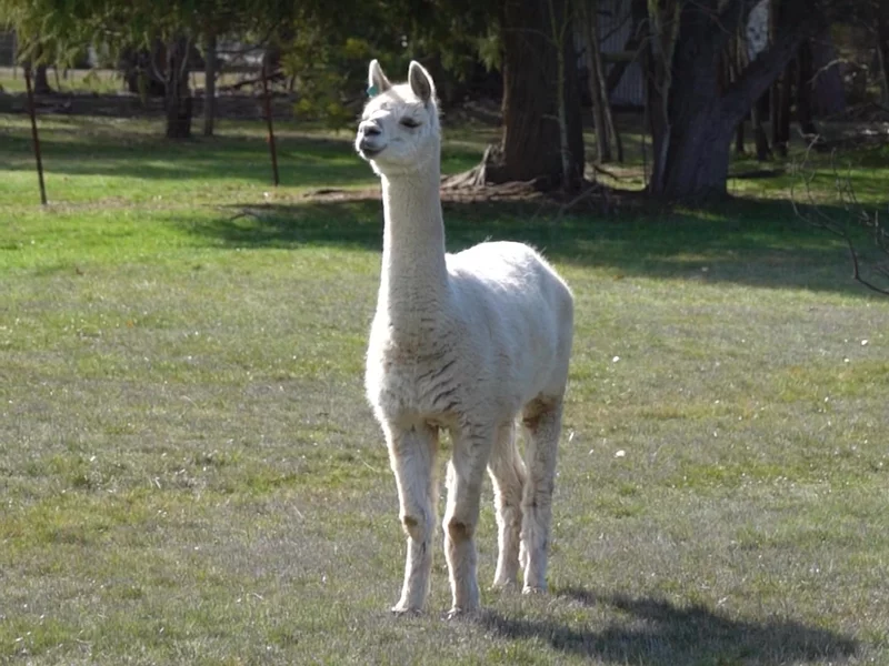 Summit Alpaca Socks