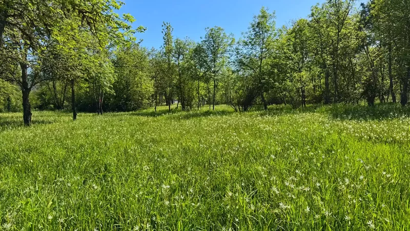 White Camas Flowers in Full Bloom at Stewart Park Natural Area