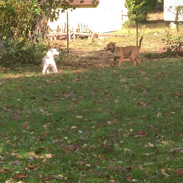 Blissful Wags - The fun never ends at Blissful Wags! - Dog Walkers Near Me - West Milford, New Jersey