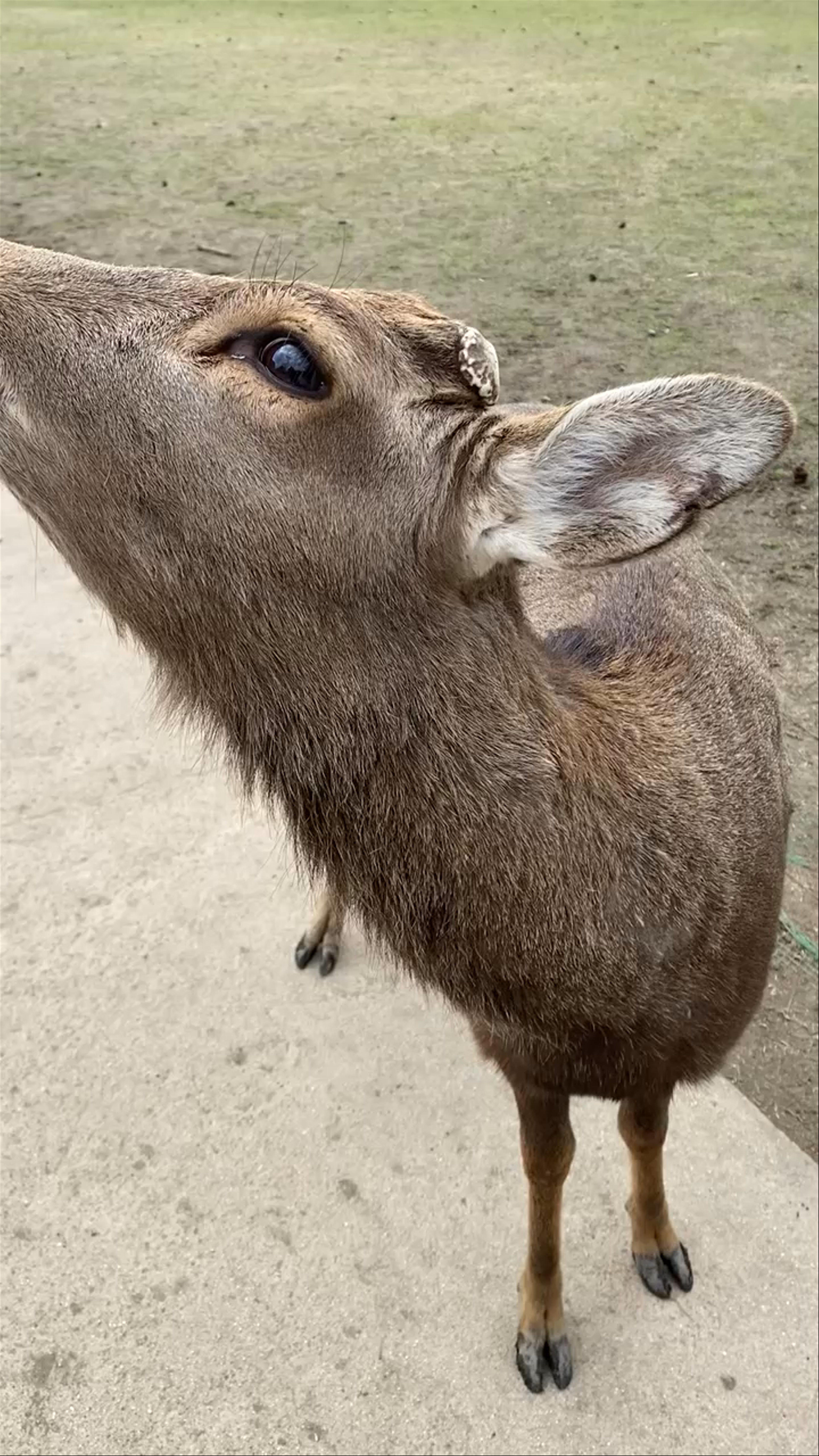 Up Close with Friendly Deer at Nara Park, Japan
