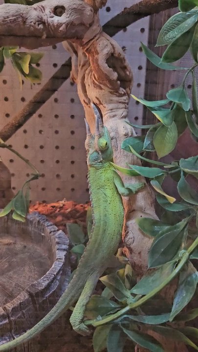Super Pets - The name is Jackson. - Pet Stores Near Me - Temple City, California