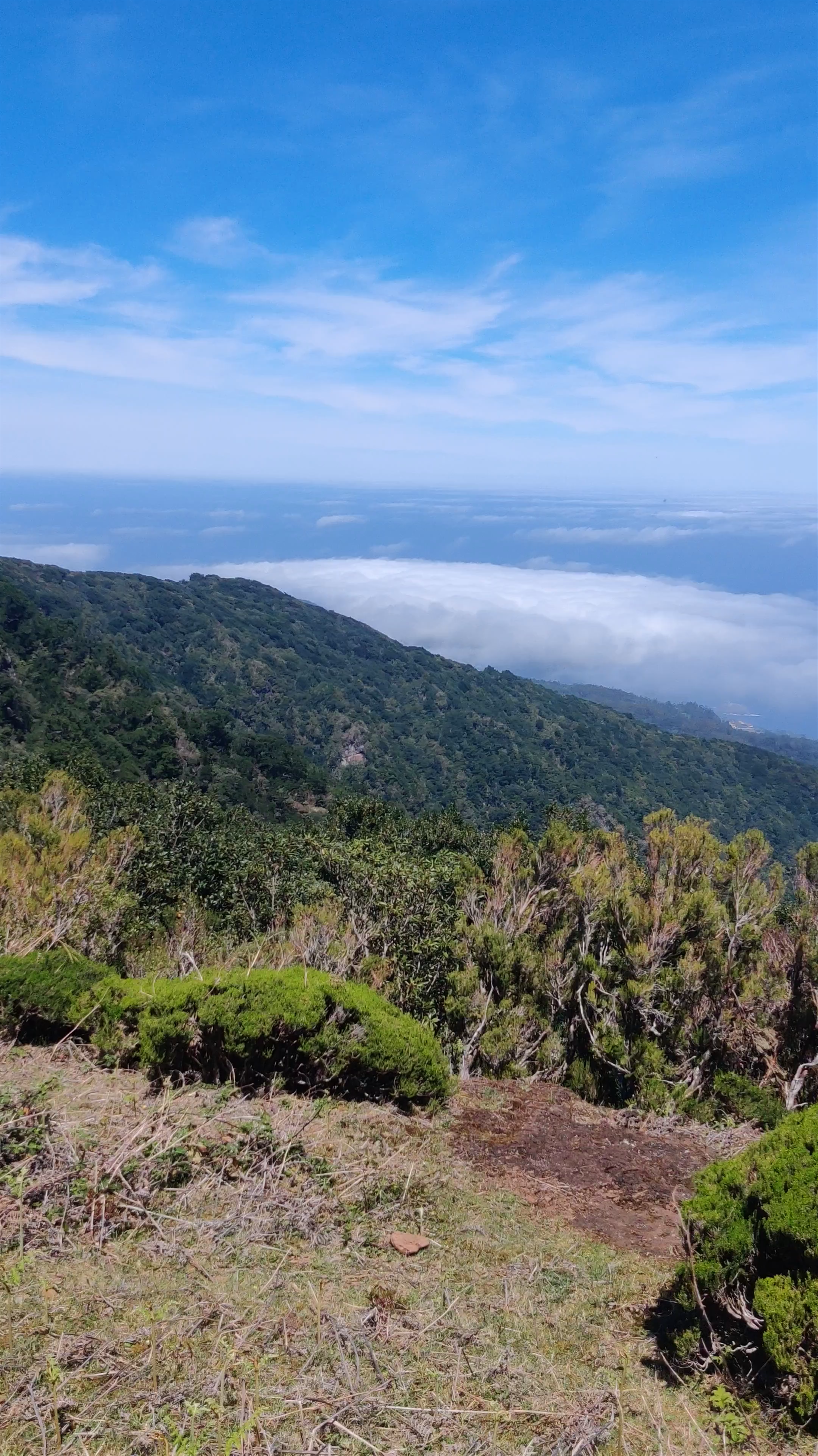 Hiking PR13 Vereda do Fanal: Majestic Coastal Trails in Madeira