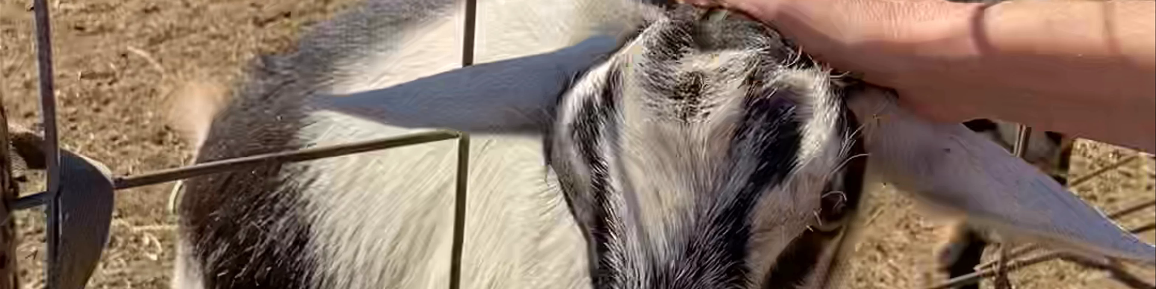 Surfing Goat Dairy