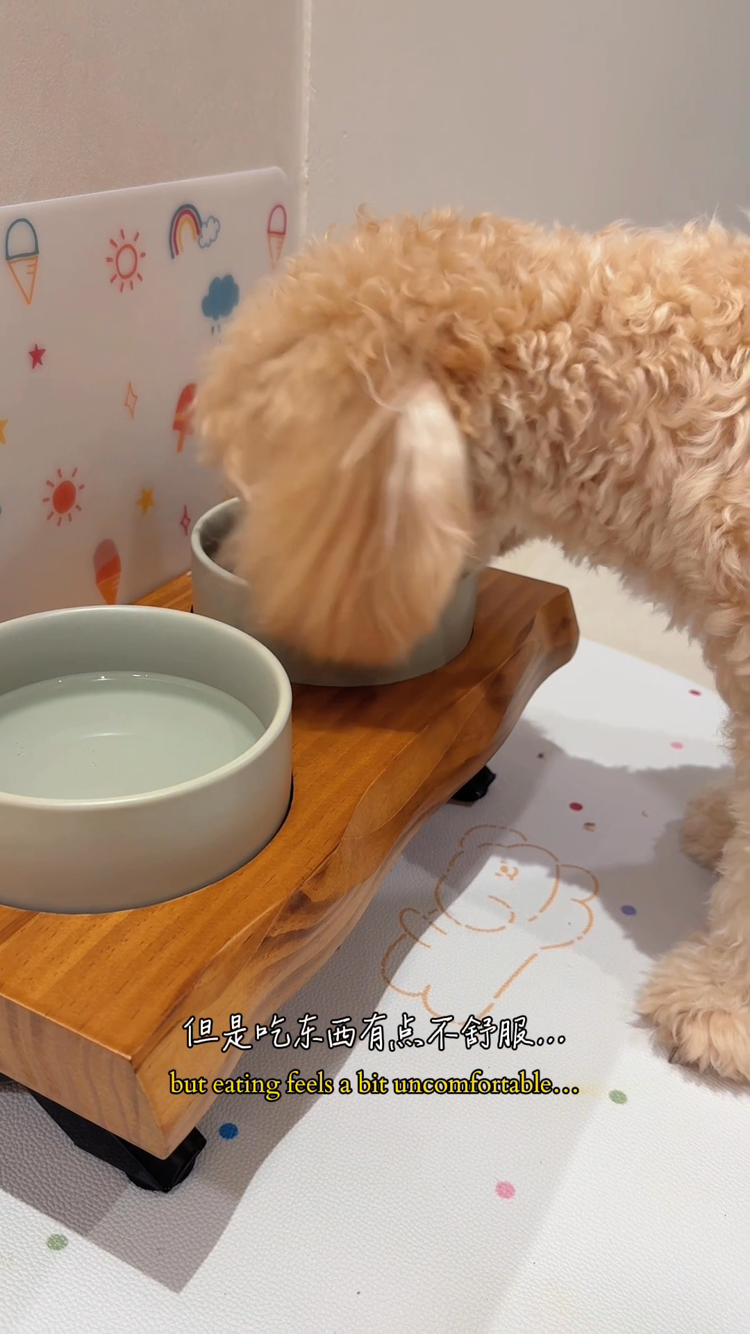 A-Dining-Upgrade-for-My-Pup-🐶✨