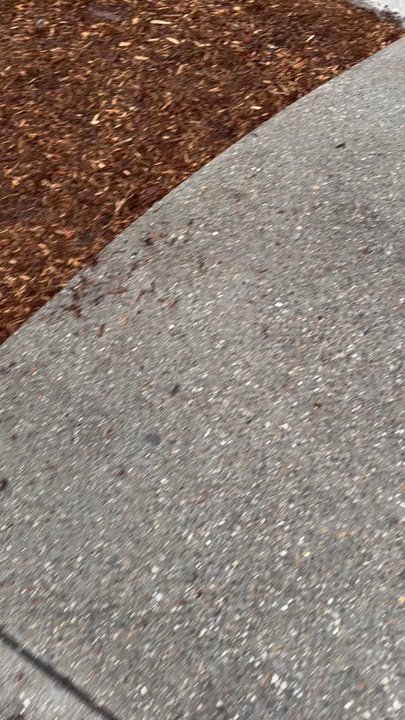 Andover Place - Warning: graphic photos. The two living mice I was able to unstick from the trap with oil and they were fine. - Apartments Near Me - Andover, Massachusetts