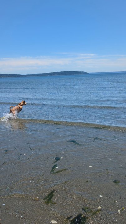 Double Bluff Beach - Playing on the beach - Beaches Near Me - Freeland, Washington