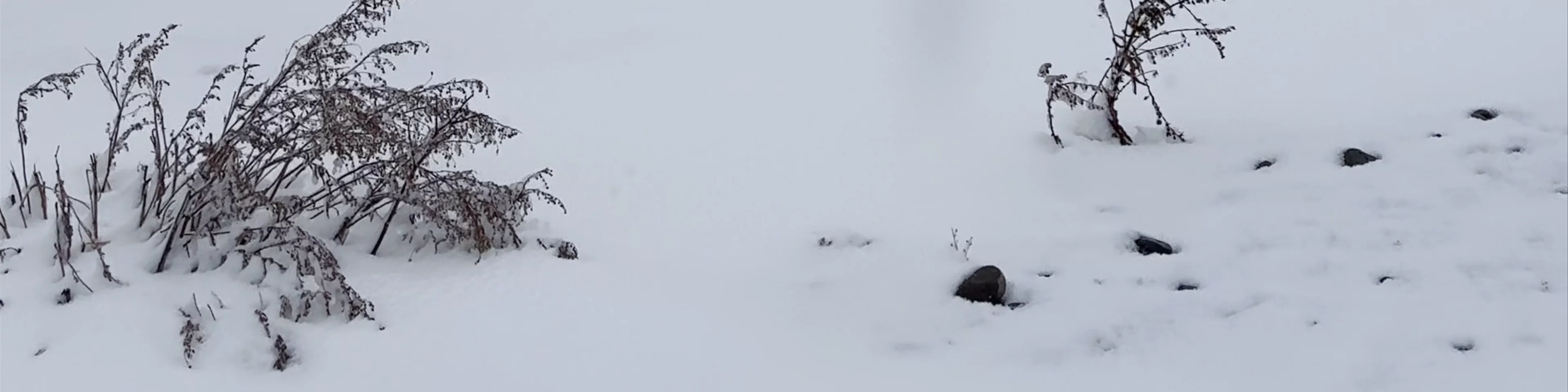 Kazbegi