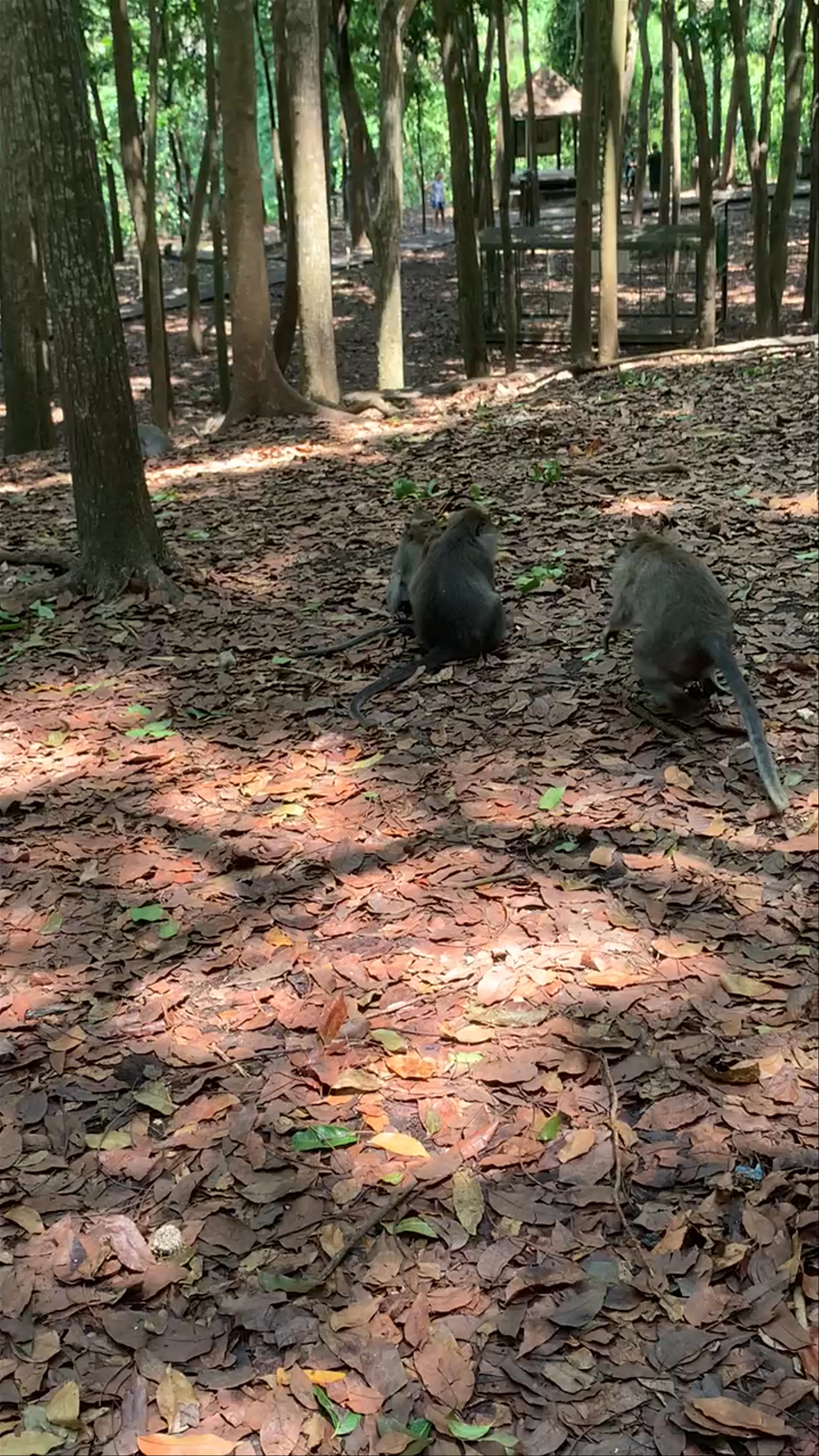 Monkey forest entrance
