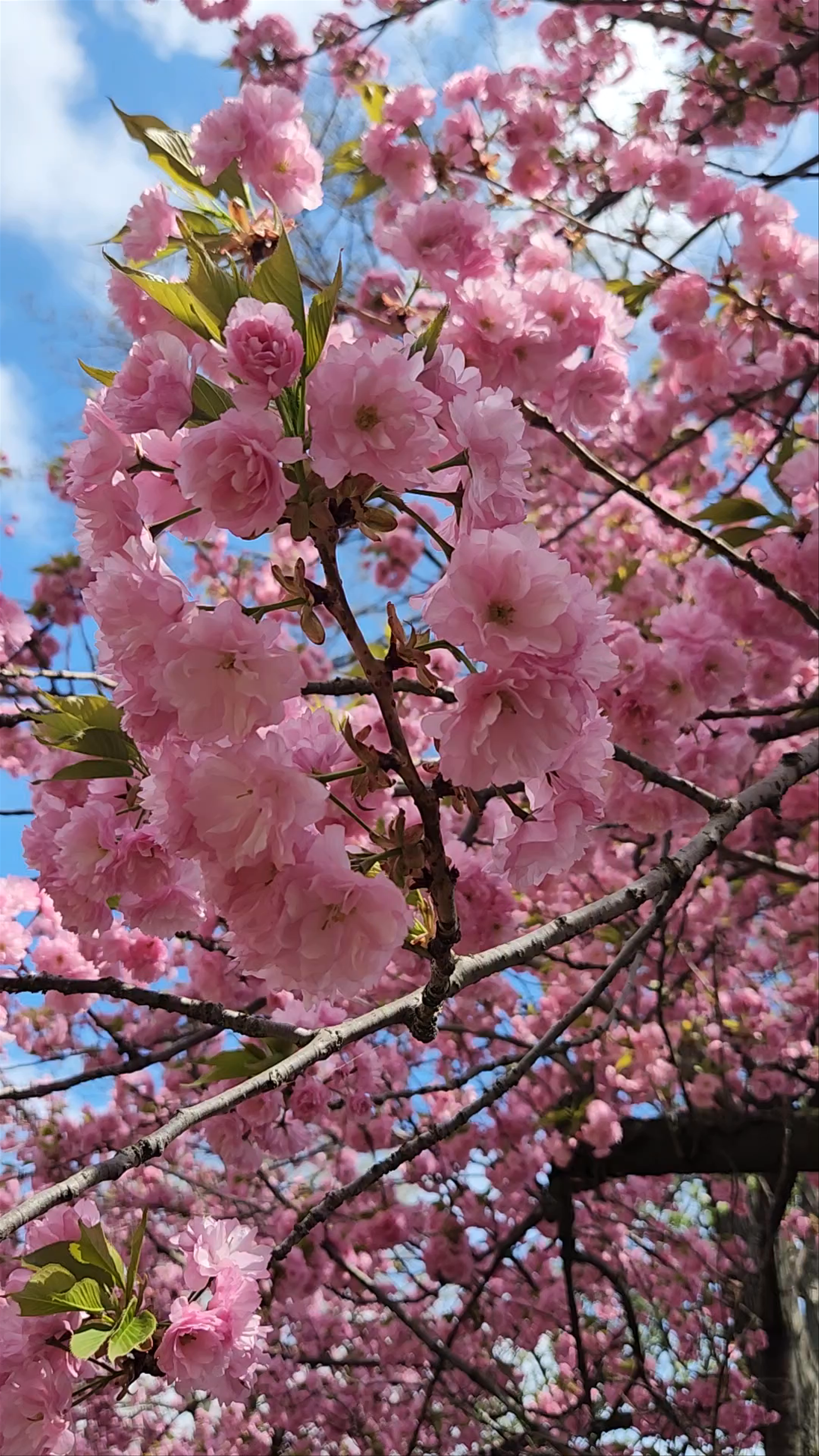 Springtime Blossoms at the Reservoir, Central Park, New York