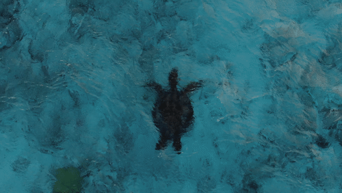 Aerial View of Sea Turtle animated gif
