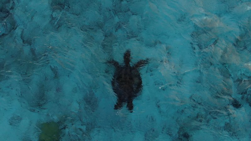 Aerial View of Sea Turtle poster